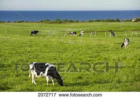 Stock Photo - Dairy Cows Grazing, Cavendish, Prince Edward Island. Fotosearch