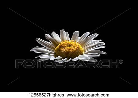 Stock Photograph - Daisy flower (Bellis perennis) on a black background. Fotosearch