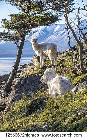 Dall sheep ewe and lamb (Ovis dalli) together on a hillside overlooking Turnagain Arm and the Kenai Mountains in South-central Alaska, about 10 miles South of Anchorage; Alaska, United States of America View Large Photo Image Stock Photograph - Dall sheep ewe and lamb (Ovis dalli) together on a hillside overlooking Turnagain Arm and the Kenai Mountains in South-central Alaska, about 10 miles South of Anchorage; Alaska, United States of America. Fotosearch