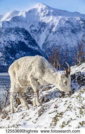 Stock Photograph - Dall sheep ewe (Ovis dalli) feeds on a rocky hillside overlooking Turnagain Arm and and the Kenai Mountains near the Seward Highway at MP 107 in winter with snow, South-central Alaska; Alaska, United States of America. Fotosearch
