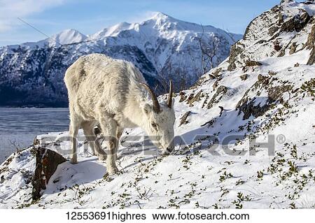 Stock Photograph - Dall sheep ewe (Ovis dalli) feeds on a rocky hillside overlooking Turnagain Arm and and the Kenai Mountains near the Seward Highway at MP 107 in winter with snow, South-central Alaska; Alaska, United States of America. Fotosearch
