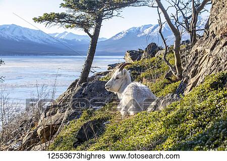 Dall sheep ewe (Ovis dalli) lays on the hillside overlooking Turnagain Arm in South-central Alaska about 10 miles South of Anchorage, in winter with hardly any snow; Alaska, United States of America View Large Photo Image Stock Photograph - Dall sheep ewe (Ovis dalli) lays on the hillside overlooking Turnagain Arm in South-central Alaska about 10 miles South of Anchorage, in winter with hardly any snow; Alaska, United States of America. Fotosearch