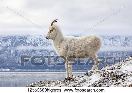 Stock Photograph - Dall sheep ewe (Ovis dalli) on a rocky hillside overlooking Turnagain Arm and near the Seward Highway at MP 107 in winter with hardly any snow, South-central Alaska; Alaska, United States of America. Fotosearch