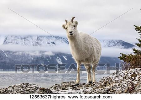 Stock Photograph - Dall sheep ewe (Ovis dalli) on the rocky hillside overlooking Turnagain Arm and near the Seward Highway at MP 107 in the winter with snow; Alaska, United States of America. Fotosearch