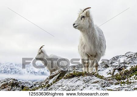 Dall sheep ewes (Ovis dalli) on the rocky hillside overlooking Turnagain Arm and near the Seward Highway at MP 107 in the winter with snow; Alaska, United States of America View Large Photo Image Stock Photograph - Dall sheep ewes (Ovis dalli) on the rocky hillside overlooking Turnagain Arm and near the Seward Highway at MP 107 in the winter with snow; Alaska, United States of America. Fotosearch