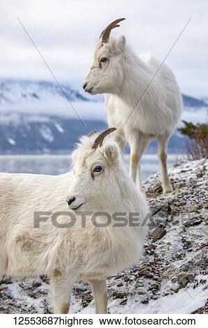 Dall sheep ewes (Ovis dalli) together on a rocky hillside overlooking Turnagain Arm and near the Seward Highway at MP 107 in winter with hardly any snow, South-central Alaska; Alaska, United States of America View Large Photo Image Stock Photograph - Dall sheep ewes (Ovis dalli) together on a rocky hillside overlooking Turnagain Arm and near the Seward Highway at MP 107 in winter with hardly any snow, South-central Alaska; Alaska, United States of America. Fotosearch
