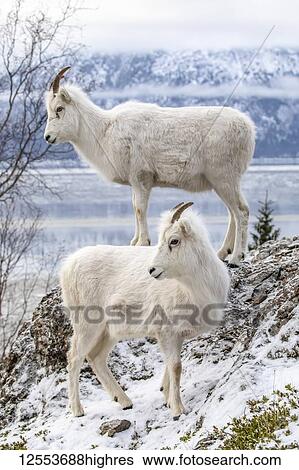 Dall sheep ewes (Ovis dalli) together on a rocky hillside overlooking Turnagain Arm and near the Seward Highway at MP 107 in winter with hardly any snow, South-central Alaska; Alaska, United States of America View Large Photo Image Stock Photograph - Dall sheep ewes (Ovis dalli) together on a rocky hillside overlooking Turnagain Arm and near the Seward Highway at MP 107 in winter with hardly any snow, South-central Alaska; Alaska, United States of America. Fotosearch