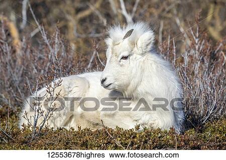 Dall sheep lamb (Ovis dalli) with it's winter coat sitting in brush, Chugach Mountains, South-central Alaska; Alaska, United States of America View Large Photo Image Stock Photograph - Dall sheep lamb (Ovis dalli) with it's winter coat sitting in brush, Chugach Mountains, South-central Alaska; Alaska, United States of America. Fotosearch