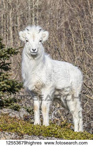 Stock Photograph - Dall sheep lamb (Ovis dalli) with it's winter coat, Chugach Mountains, South-central Alaska; Alaska, United States of America. Fotosearch