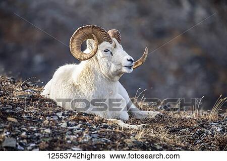 Dall sheep ram (Ovis dalli), Denali National Park and Preserve; Alaska, United States of America View Large Photo Image Stock Photograph - Dall sheep ram (Ovis dalli), Denali National Park and Preserve; Alaska, United States of America. Fotosearch