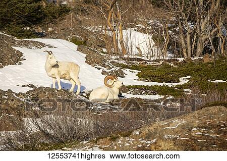 Stock Photograph - Dall sheep rams (Ovis dalli), Denali National Park and Preserve; Alaska, United States of America. Fotosearch