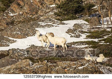 Dall sheep rams (Ovis dalli) with ewe, Denali National Park and Preserve; Alaska, United States of America View Large Photo Image Stock Photograph - Dall sheep rams (Ovis dalli) with ewe, Denali National Park and Preserve; Alaska, United States of America. Fotosearch