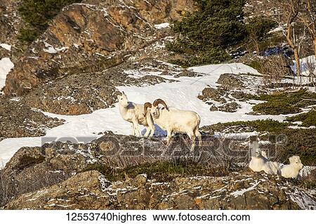 Dall sheep rams (Ovis dalli) with ewe, Denali National Park and Preserve; Alaska, United States of America View Large Photo Image Stock Photograph - Dall sheep rams (Ovis dalli) with ewe, Denali National Park and Preserve; Alaska, United States of America. Fotosearch