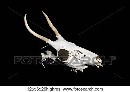 Deer skull with antlers on a black background View Large Photo Image Stock Photograph - Deer skull with antlers on a black background. Fotosearch