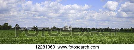 Dense field of soybeans in summer near Xenia, Ohio with silos, trees and partly cloudy skies in the background; Xenia, Ohio, United States of America View Large Photo Image Stock Image - Dense field of soybeans in summer near Xenia, Ohio with silos, trees and partly cloudy skies in the background; Xenia, Ohio, United States of America. Fotosearch