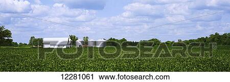 Stock Image - Dense field of soybeans in summer near Xenia, Ohio with silos, trees and partly cloudy skies in the background; Xenia, Ohio, United States of America. Fotosearch