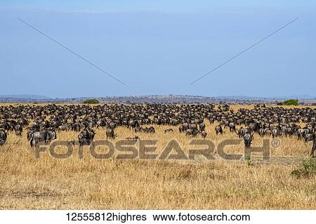 Stock Photograph - Dense herd of Wildebeest (Connochaetes taurinus) in the dry grasslands of the Serengeti Plains, Serengeti National Park; Tanzania. Fotosearch