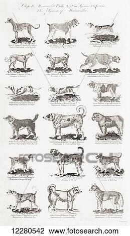 Stock Image - Different breeds of dogs. From an 18th century print. Fotosearch