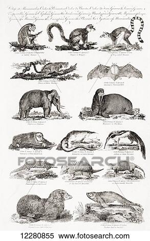 Stock Photography - Different types of animals. From an 18th century print. Fotosearch