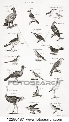 Stock Photo - Different types of Birds. From an 18th century print. Fotosearch