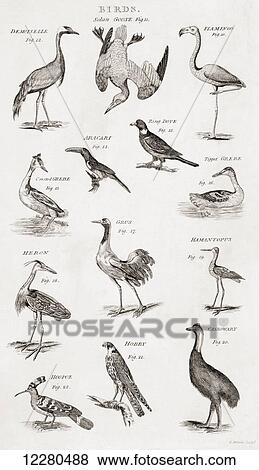 Stock Photo - Different types of Birds. From an 18th century print. Fotosearch