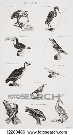 Stock Photograph - Different types of Birds. From an 18th century print. Fotosearch