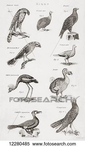 Stock Photography - Different types of Birds. From an 18th century print. Fotosearch