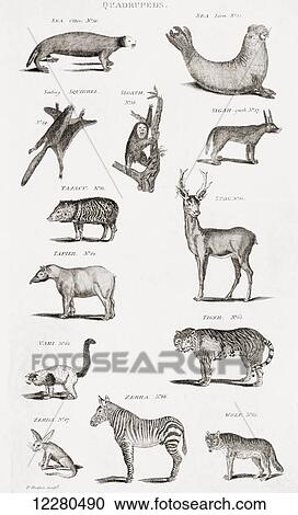 Different types of Quadrupeds. From an 18th century print View Large Photo Image Stock Image - Different types of Quadrupeds. From an 18th century print. Fotosearch