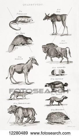 Stock Photo - Different types of Quadrupeds. From an 18th century print. Fotosearch