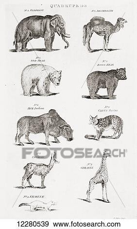 Stock Photo - Different types of Quadrupeds. From an 18th century print. Fotosearch