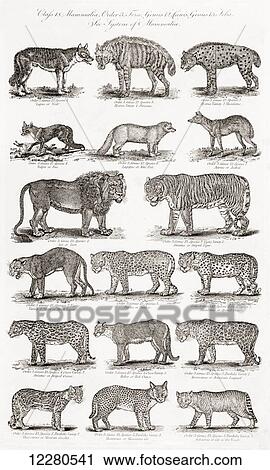 Different types of Quadrupeds, including tigers, panthers, leopards and foxes. From an 18th century print View Large Photo Image Stock Image - Different types of Quadrupeds, including tigers, panthers, leopards and foxes. From an 18th century print. Fotosearch
