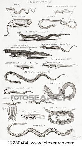 Picture - Different types of Reptiles. From an 18th century print. Fotosearch