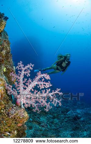 Diver and alcyonarian coral; Fiji View Large Photo Image Stock Photo - Diver and alcyonarian coral; Fiji. Fotosearch
