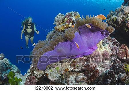 Stock Image - Diver and common anemone fish (Amphiprion perideraion) and an anemone (Heteractis magnifica); Yap, Micronesia. Fotosearch