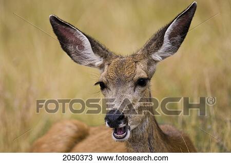 Doe Mule Deer Laying In Grass And Eating View Large Photo Image Stock Image - Doe Mule Deer Laying In Grass And Eating. Fotosearch