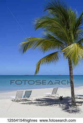 Stock Photograph - Dog sitting in the shade of a palm tree on island of Antigua; Antigua. Fotosearch