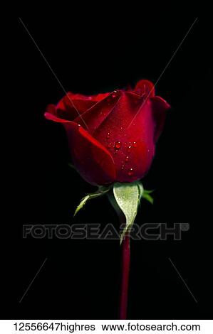 Don Jaun Rose (Rosa rugosa) on a black background View Large Photo Image Stock Photograph - Don Jaun Rose (Rosa rugosa) on a black background. Fotosearch
