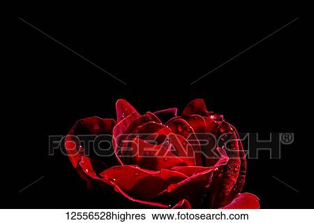Don Juan Rose (Rosa rugosa) with water droplets on a black background View Large Photo Image Stock Photograph - Don Juan Rose (Rosa rugosa) with water droplets on a black background. Fotosearch