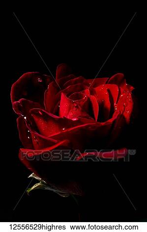 Stock Photograph - Don Juan Rose (Rosa rugosa) with water droplets on a black background. Fotosearch
