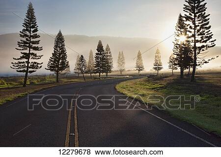 Early morning fog on Manele Road; Lanai, Hawaii, United States of America View Large Photo Image Stock Photo - Early morning fog on Manele Road; Lanai, Hawaii, United States of America. Fotosearch