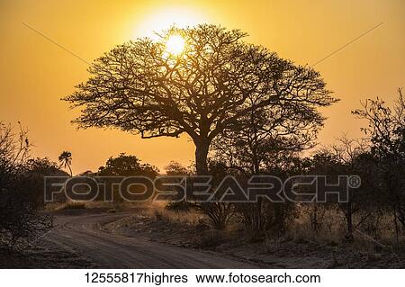 Early morning sun shining through the branches of a leafless tree, Katavi National Park; Tanzania View Large Photo Image Stock Photograph - Early morning sun shining through the branches of a leafless tree, Katavi National Park; Tanzania. Fotosearch