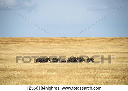 Stock Photograph - Elephant herd (Loxodonta africana) cross grassy plain in sunshine, Serengeti; Tanzanai. Fotosearch