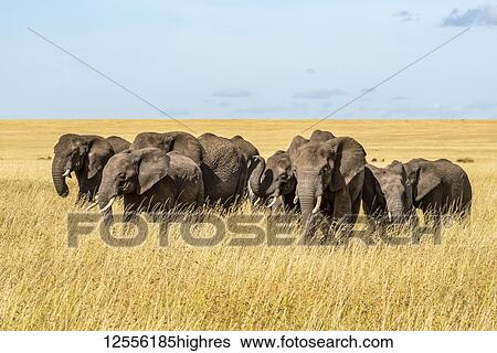Stock Photograph - Elephant herd (Loxodonta africana) cross grassy plain in sunshine, Serengeti; Tanzanai. Fotosearch