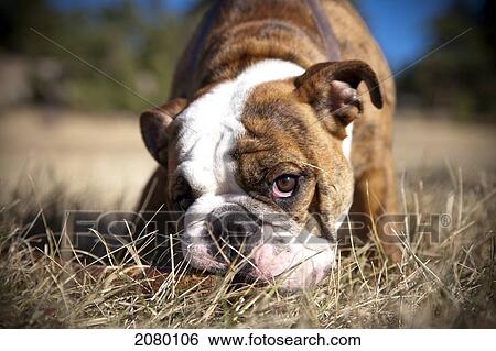 Stock Photograph - English Bulldog In A Mountain Meadow Chewing On A Stick; Evergreen, Colorado, Usa. Fotosearch