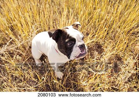 Stock Image - English Bulldog Sitting On Dry Grass; Evergreen, Colorado, Usa. Fotosearch