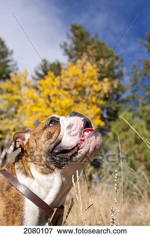 English Bulldog Standing In A Mountain Meadow In Autumn; Evergreen, Colorado, Usa View Large Photo Image Stock Photo - English Bulldog Standing In A Mountain Meadow In Autumn; Evergreen, Colorado, Usa. Fotosearch