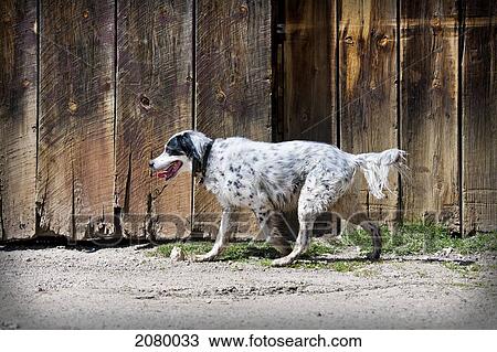 English Setter Walking By An Old Barn Wall; Evergreen, Colorado, Usa View Large Photo Image Stock Image - English Setter Walking By An Old Barn Wall; Evergreen, Colorado, Usa. Fotosearch