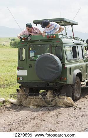 Excited tourists peer down at lions resting in the shade of their vehicle in Ngorongoro Crater Conservation Area; Tanzania View Large Photo Image Stock Photography - Excited tourists peer down at lions resting in the shade of their vehicle in Ngorongoro Crater Conservation Area; Tanzania. Fotosearch