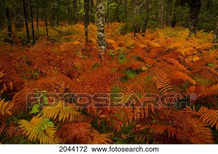 Stock Image - Fall Cinnamon Fern Meadow Near The West Branch Of The St. Mary's River, St. Mary's, Nova Scotia. Fotosearch
