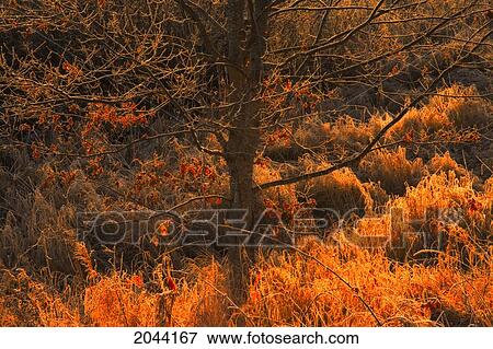 Stock Photo - Fall Oak Leaves And Frosted Grasses Lit By A Morning Sun, Oakfield, Nova Scotia. Fotosearch